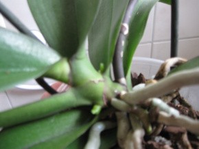 Phalenopsis 011-1.jpg