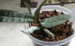 Phalenopsis 010-1.jpg