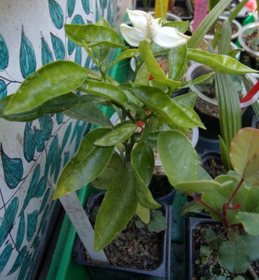 Grapefruitsämlinge-erste Blüte.jpg