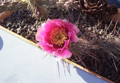 2011-05-18 - Pflanzen 007b.jpg