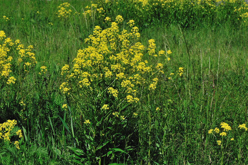 wer weiss, welche gelb blühende pflanzen das sind? · Pflanzenbestimmung &  Pflanzensuche · GREEN24 Pflanzen & Garten Forum