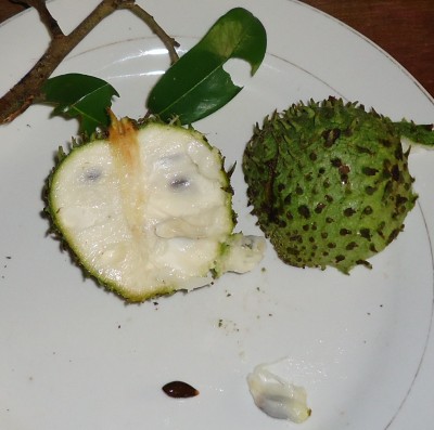 Gleicht Annona muricata.JPG