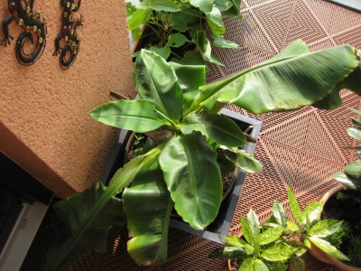 banane-2.jpg