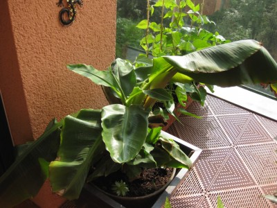 banane-1.jpg