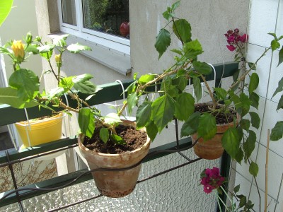 Obinensen 21.5.11.JPG
