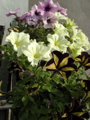 BILD0045.JPG