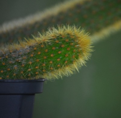 Weberbaurocereus 006yy.jpg