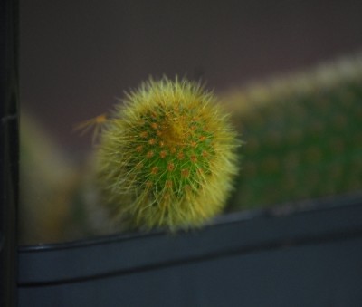 Weberbaurocereus 005yy.jpg