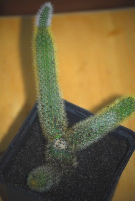 Weberbaurocereus 004yy.jpg