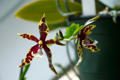 Phalaenopsis pantherina.jpg