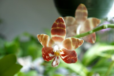 Phalaenopsis NOID amboinensis.jpg