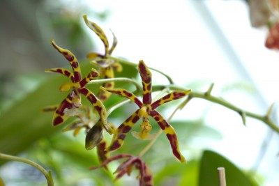 Phalaenopsis mannii.jpg