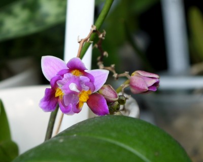 Phalaenopsis equestris '3-lip'.jpg
