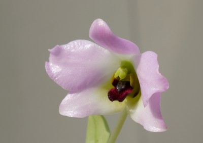 Dendrobium trantuanii 2.jpg