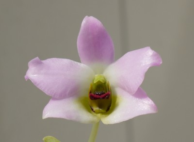 Dendrobium trantuanii.jpg