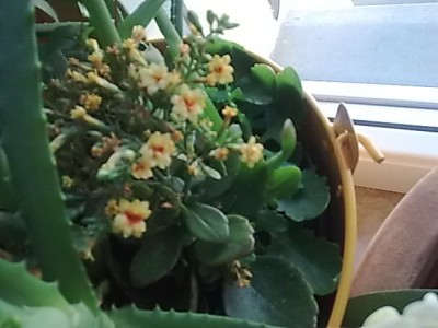 Kalanchoe'gelb-rot blühend.JPG