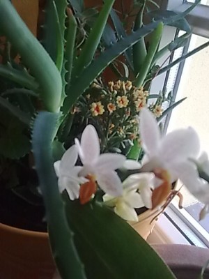 Kalanchoe im Hintergrund..Phalenopsis'Mini Mark im Vordergrund.JPG