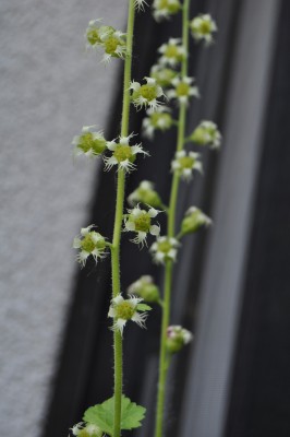 21.5 (9) (1328x2000).jpg