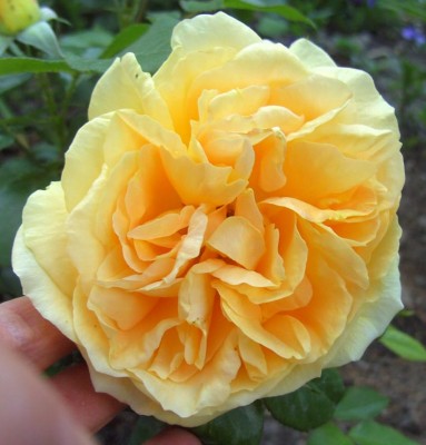Bernsteinrose0898.jpg