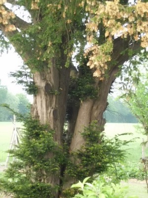 CIMG0029 (600x800).jpg