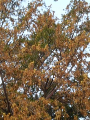 CIMG0028 (600x800).jpg