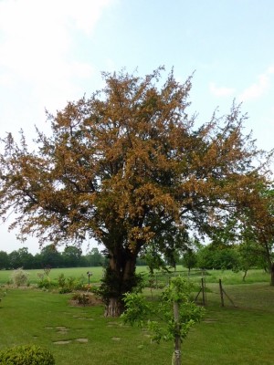 CIMG0027 (600x800).jpg