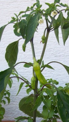 Chili1_21.05.11.jpg