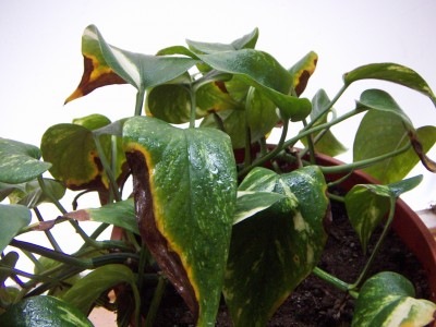 Philodendron.JPG