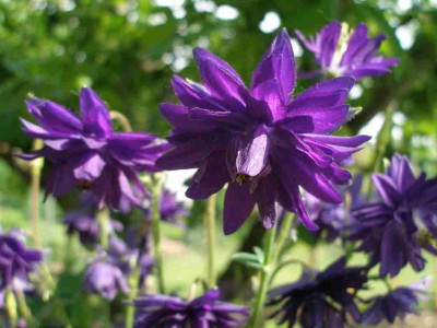 Akelei blau 21.5..jpg