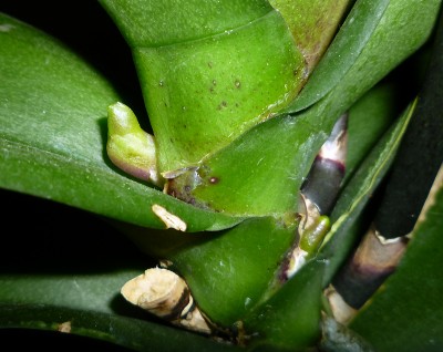 20110521_phal_rosa.jpg