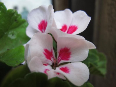 Pelargonie.JPG