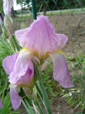 Iris.jpg