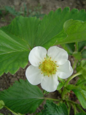 Erdbeere.jpg