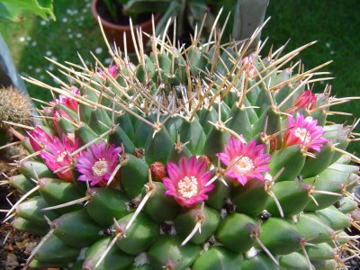 Mammilaria.jpg