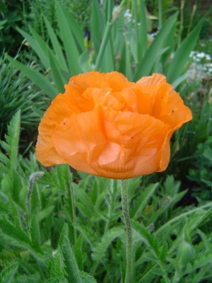 Mohn.jpg