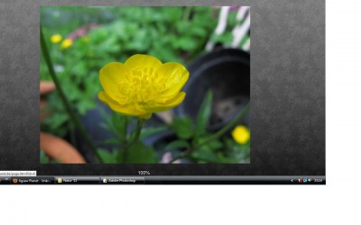 Ranunculus repens.jpg