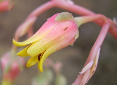 Echeveria ´Lucas´ (10).jpg