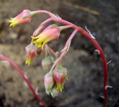 Echeveria ´Lucas´ (9).jpg