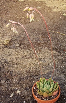Echeveria ´Lucas´ (8).jpg