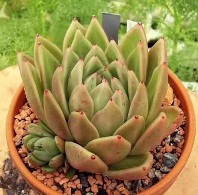 Echeveria ´Lucas´ (7).jpg