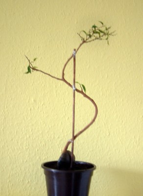 DSCF0236.jpg