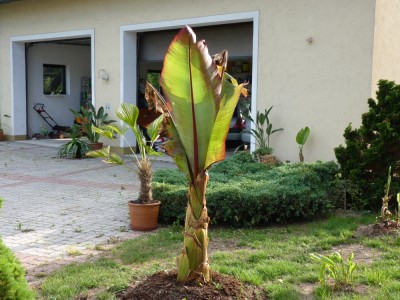 maurelli 19.05.2011.jpg