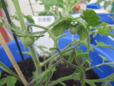 Minitomaten_21052011_klein.jpg