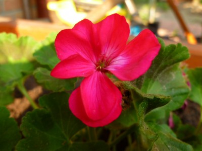 einfache stehende Geranie pink.JPG