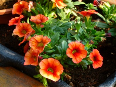 Calibrachoa orange.JPG