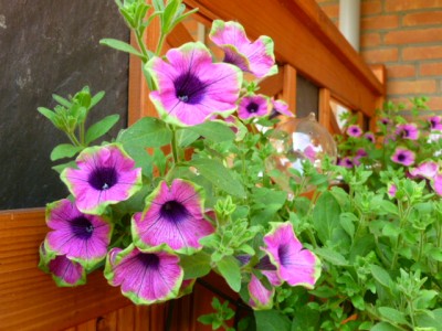 P1000155.JPG