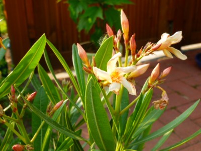 Oleander.JPG