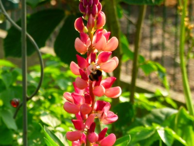 Lupine mit Besuch.JPG