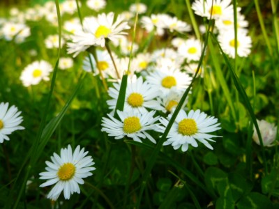 Gänseblümchen im Rasen.JPG