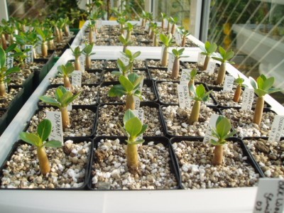 Adenium Socotranum März2011 011.JPG